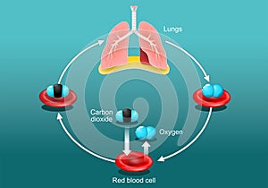 Gas exchange in humans lung. breathing