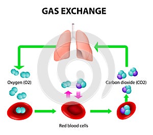 Gas exchange photo