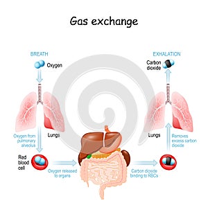 Gas exchange. Respiration or Breathing