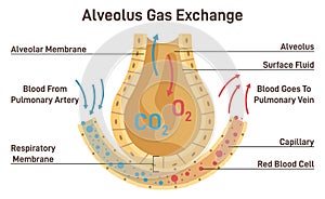 Gas exchange. Respiratory membrane of alveoli, oxygen and carbon