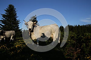 Gascon cow in Pyrenees