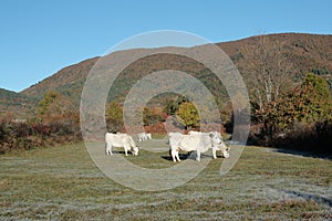 Gascon cows in autumn