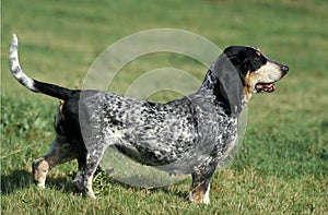 Gascony Blue Basset or Basset Bleu de Gascogne, Adult standing on Grass