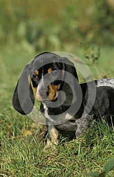 Gascony Blue Basset or Basset Bleu de Gascogne, Chiot standing on Grass