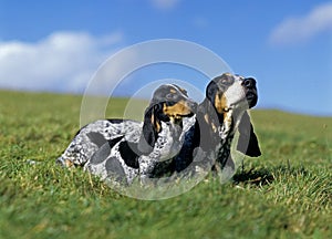 Gascony Blue Basset or Basset Bleu de Gascogne Dog, Mother with Pup standing on Grass