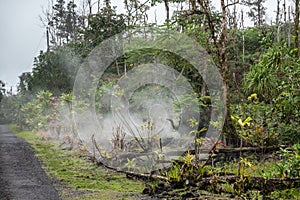 Gases and vapors escape from cracks in forest floor, Leilani Estate, Hawaii, USA photo