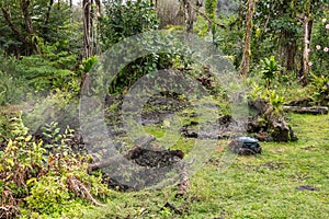 Gases and vapors escape from cracks in garden, Leilani Estate, Hawaii, USA photo