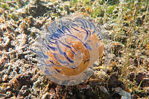 Gasflame nudibranch colorfull sea slug is a marine gastropod molusca