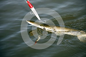 Gaspar fish on a hook in the water while fishing