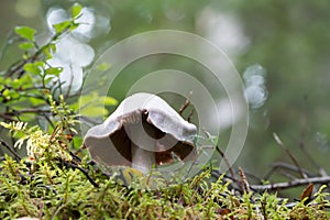 Gassy webcap, Cortinarius traganus growing among moss