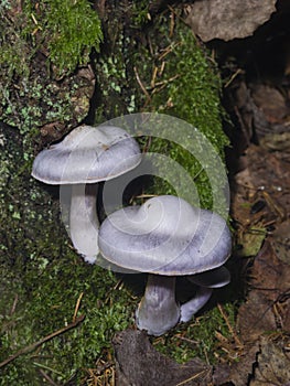 Gassy webcap, Cortinarius traganus, poisonous mushroom in forest close-up, selective focus, shallow DOF
