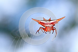 Gasteracantha versicolor photo