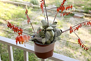 Gasteria Glomerata Succulent plant in bloom