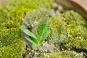 Gasteria gracilis var. minima