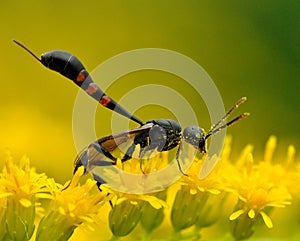 Gasteruption assectator catch pollen