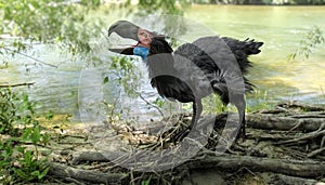 Gastornis By River (Terror Bird)