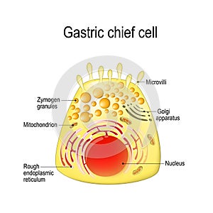 Gastric chief peptic, gastric zymogenic cell. photo