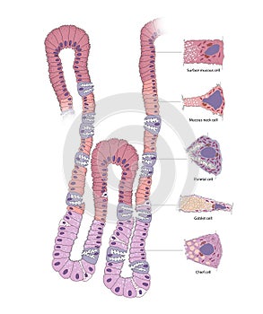 Gastric gland. The cell in the human gastric corpus.