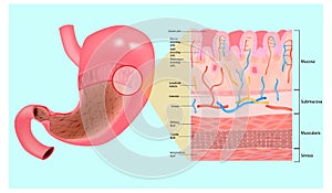 Gastric mucosa and Layers of the Stomach.