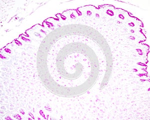 Gastric mucosa. PAS method