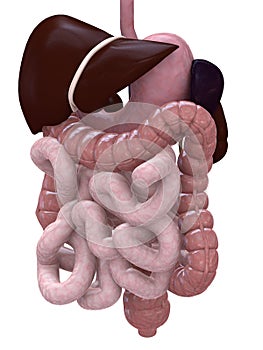 Gastric system