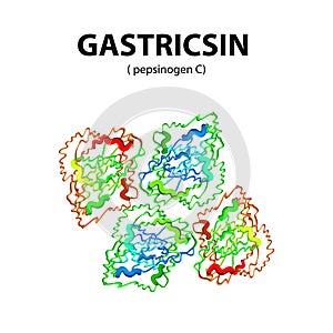 Gastricsin is a molecular chemical formula. Enzyme of the stomach, gastric juice. Infographics. Vector illustration