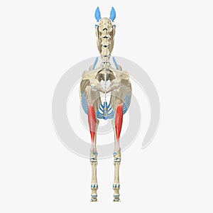 Gastrocnemius