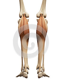 The gastrocnemius