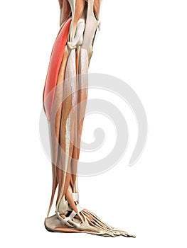 The gastrocnemius