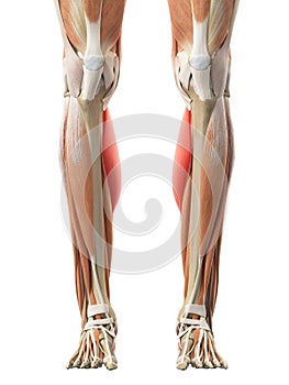 The gastrocnemius medial head