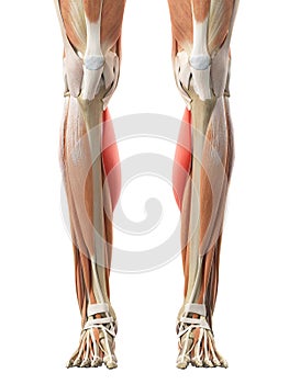 The gastrocnemius medial head photo