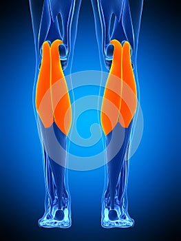 The gastrocnemius