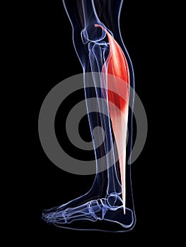 The gastrocnemius muscle