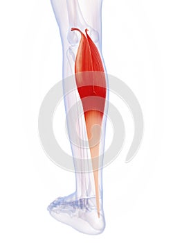 The gastrocnemius muscle photo