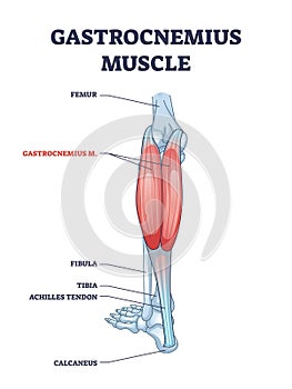 Gastrocnemius muscle with leg and ankle anatomical structure outline diagram photo
