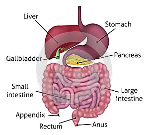 Gastrointestinal Digestive System and Labels photo