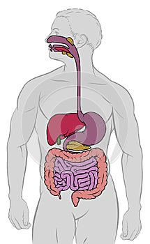 Gastrointestinal Digestive Tract Anatomy Diagram photo