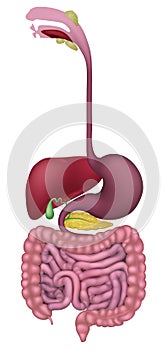 Gastrointestinal Human Digestive System