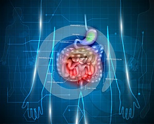 Gastrointestinal system