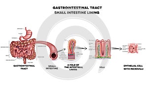 Gastrointestinal system small intestine anatomy