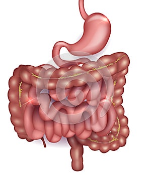 Gastrointestinal system