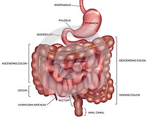 Gastrointestinal tract with description photo