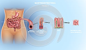 Gastrointestinal tract detailed anatomy