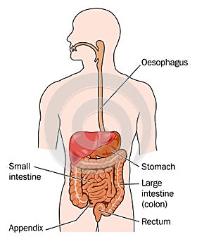 Gastrointestinal tracts and liver