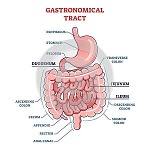 Gastronomical tract and digestive system isolated structure outline diagram