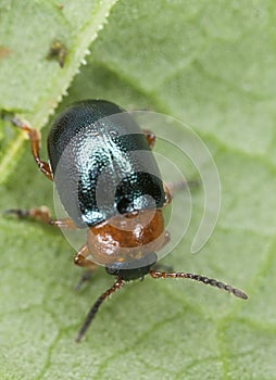 Gastrophysa polygoni sitting on leaf