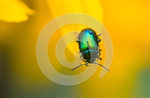 Gastrophysa viridula bug with a little drop of water on his booty on a yellow flower