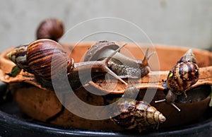 Gastropod