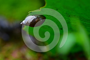 The gastropod