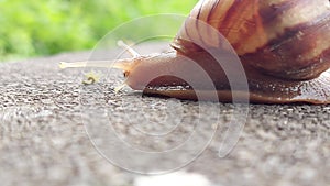 Gastropod on cement close up shot